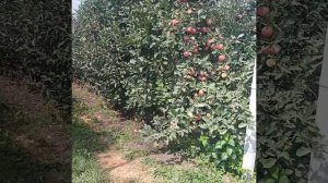 Чегемское ущ. - Черекское ущ., Кабардино-Балкария, бархан Сары-Кум, Дагестан.