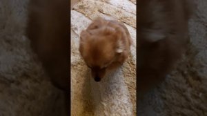 Даже собаке бывает стыдно...