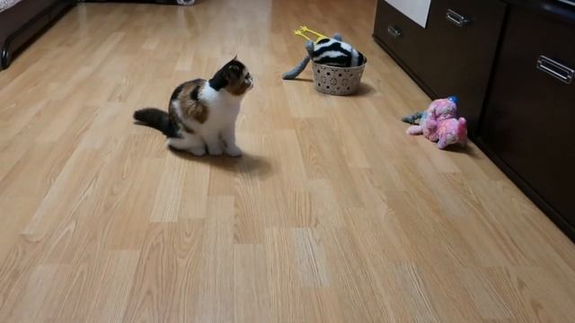 Забавный шпиц и игрушки