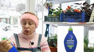 ПОДКОРМКА РАССАДЫ на ранних стадиях развития. Какими удобрениями и как?