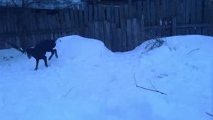 Почему собаки не летают