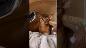 Абиссинские котята