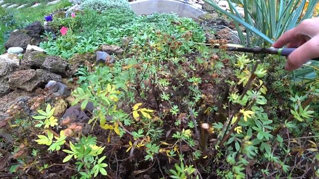 Обрезка лапчатки кустарниковой осенью под зиму. Обрезка лапчатки кустарниковой осенью под зиму