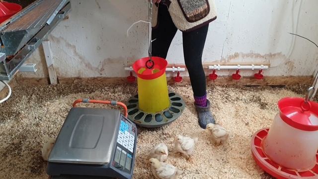 Переводим бройлеров на глубокую подстилку. Обработка курятника. смотреть онлайн