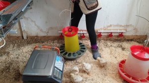 Переводим бройлеров на глубокую подстилку. Обработка курятника.