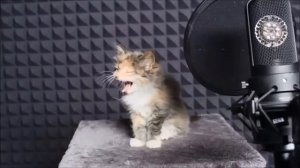 Котики поют песни