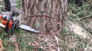 Валка дерева самый долгий запил в моей работе