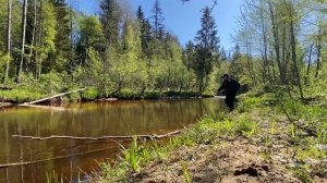 Хариус в Ленинградской области