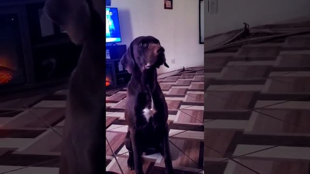 Doberman Pinscher #bigdogstrong #dobermanpinschers #largedogs #massive #goliath #king #giantdog #k9 смотреть онлайн