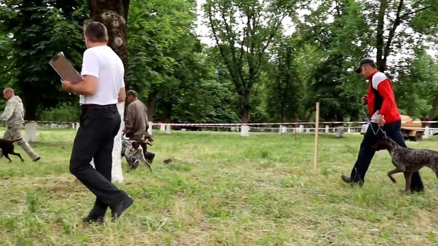 Охотничьи собаки в Тбилисском районе смотреть онлайн