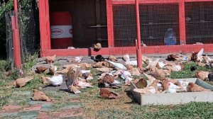 Мои выводы после командировки голубей