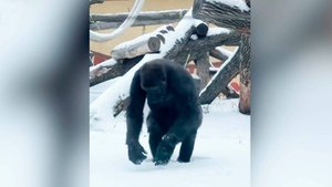 Гориллы с удовольствием резвятся в снегу в Казанском зоопарке