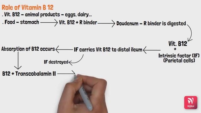 DISEASES OF BLOOD PART 1 смотреть онлайн