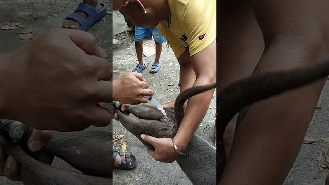 Artificial Insemination