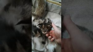 Для тех, кто хочет завести котенка мейн-куненка))