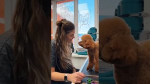 Груминг салон “PETMANIA”
