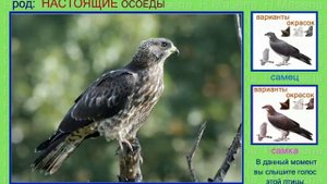 Осоеды. Голоса птиц России
