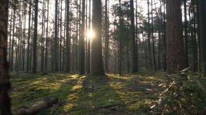 'Volkslied' 'Русская народная сказка' 'Колобок'