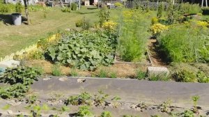 ОбзорОгорода. 9 августа  томаты клубника цветы кусты арбуз дыня лук укроп  #ТатьянаПивкина