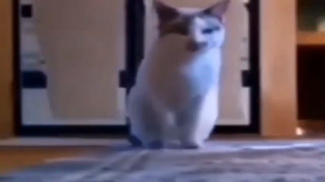 Кот хочет бананы смотреть онлайн