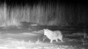 Бирюк попался на фотоловушку в Светлинском заказнике!