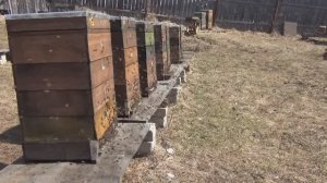 Весенняя  ревизия  пчёл