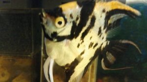 Акара бирюзовая 🐟