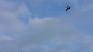 10.05.18. Гоняем голубей.