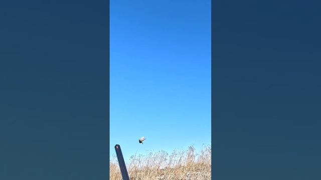 #бретон #hunting #охота #фазан #puppy #nature #природа #dog #hunter #hunters смотреть онлайн