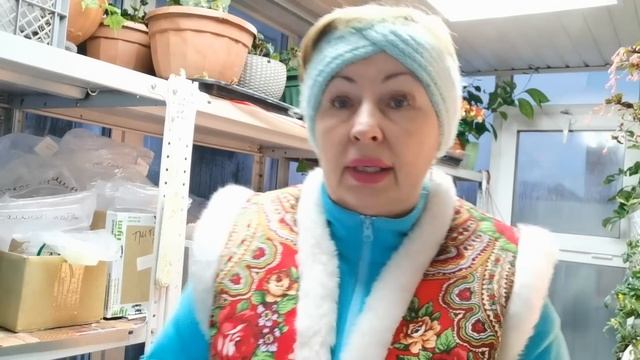 ПЕЛАРГОНИИ зимой. Пора обрезать и размножать черенками. Какой грунт использую