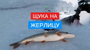 ЩУКА на ЖЕРЛИЦЫ! Наслаждаюсь прекрасной погодой и ловлю хищника.