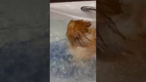 Озоновая ванна при алопеции первая процедура