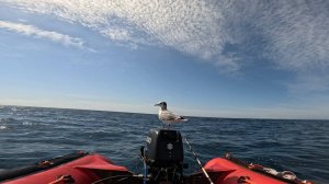 Лов трески на Сахалине.