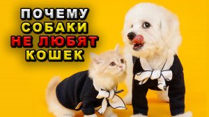 Почему собаки не любят кошек