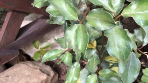 НОВЫЕ РАСТЕНИЯ В САДУ.  РУКИ ЗАГРЕБУЩИЕ