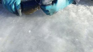 Таймень. Отличный клëв!!!