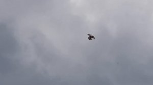 29.09.18. После дождя приподнял голубей.