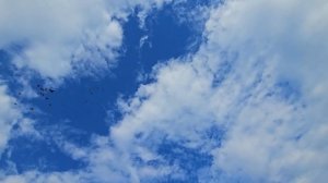 Голуби космонавты и йодинол