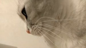 Кот улыбается!)))