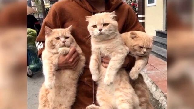 Он хотел фотографию с 3 котами, но ситуация приняла неожиданный оборот, и фото разлетелись по миру смотреть онлайн