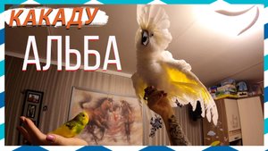 Попугай какаду играет с ребенком