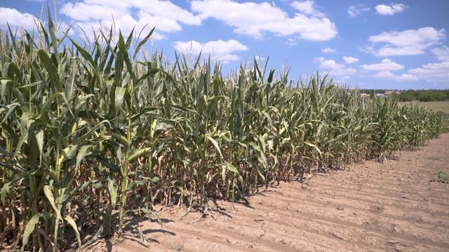 НИК ВЛОГ: Как да оползотворим азота, който е останал в почвата ни? смотреть онлайн