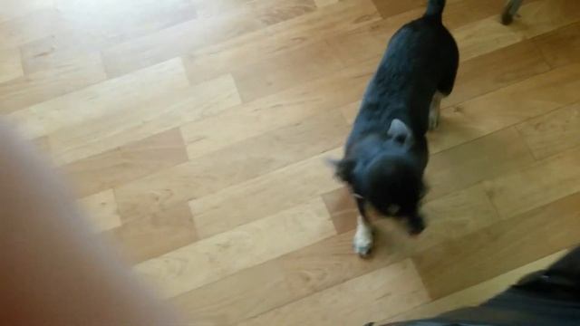 Мясо, мясо, мясо.... смотреть онлайн