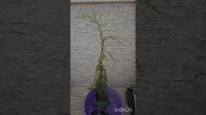 Моя хвойная новинка из WB. Можжевельник Хорстманн!