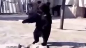 Лев против Медведя. Реальное видео