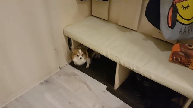 Тайная жизнь собак смотреть онлайн