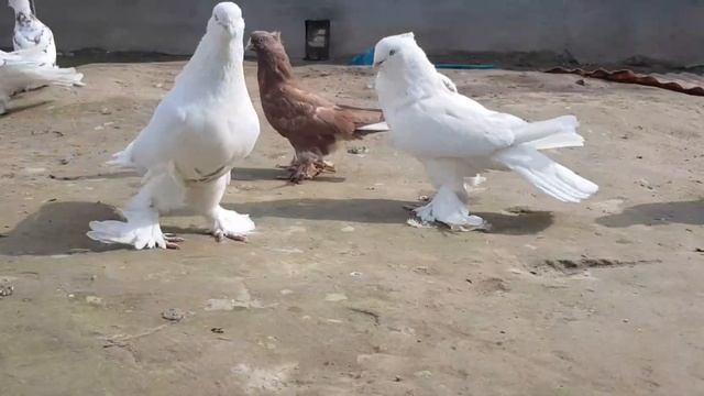 Андижон кабутарлари клуби Клуб Андижанские голуби Andijan pigeons الحمام انديجان