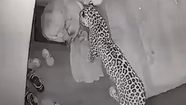 леопард охотится на собак