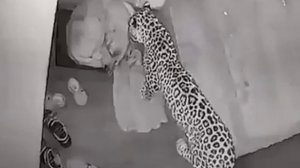 леопард охотится на собак