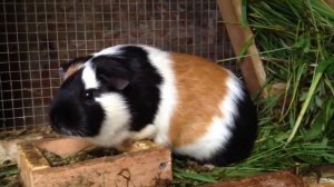 Funny guinea pig. Счастливая морская свинка